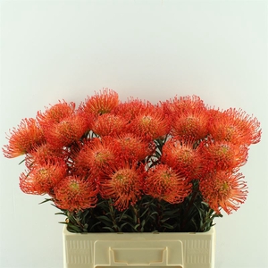 Leucospermum Cord. Succession