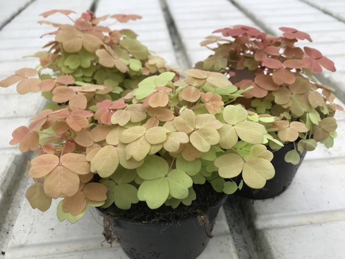 <h4>OXALIS VULCANICOLA P10 SUNSET VELVET</h4>