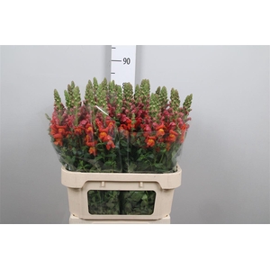 Antir Antib D Orange