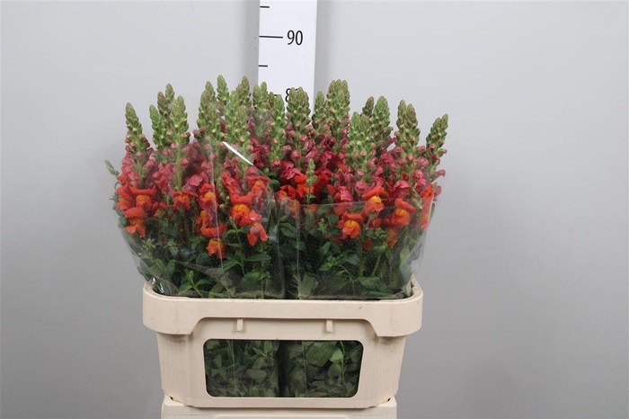 <h4>Antir Antib D Orange</h4>