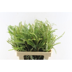 Grevilea Ivanhoe Groen