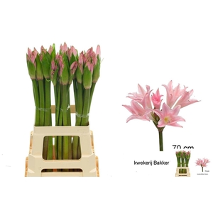 AMARCRINUM