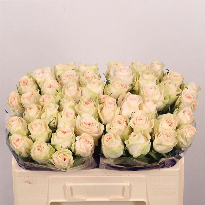 <h4>R Gr Wedding Rose</h4>