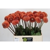 Dahlia Cornel Bronze