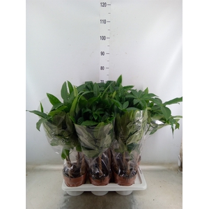 Pachira aquatica