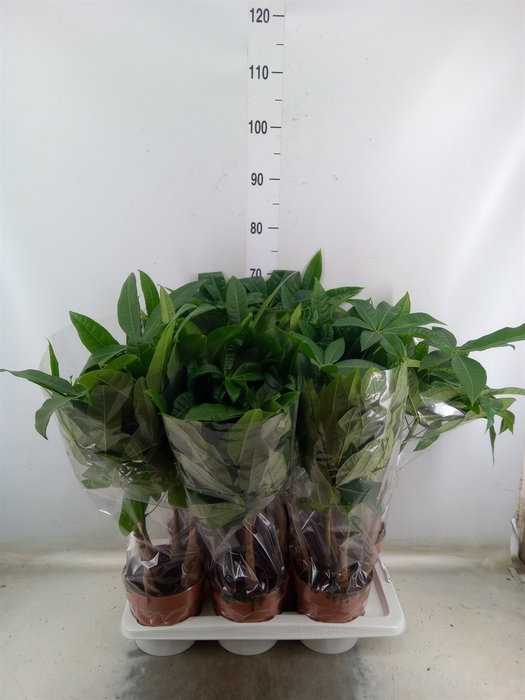 <h4>Pachira aquatica</h4>