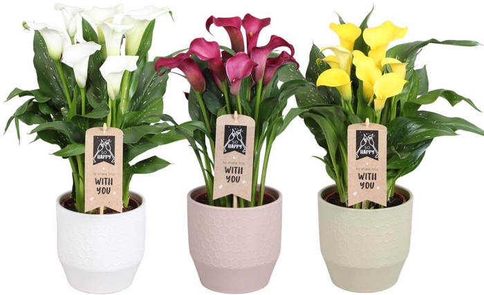 <h4>Zantedeschia gemengd Calla mix in Jady keramiek</h4>