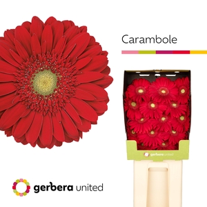 Gerbera Carambole Diamond