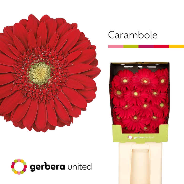 <h4>Gerbera Carambole Diamond</h4>