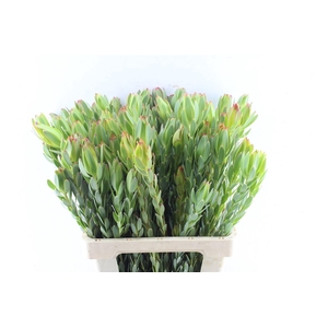 Leucad Procerum Spray