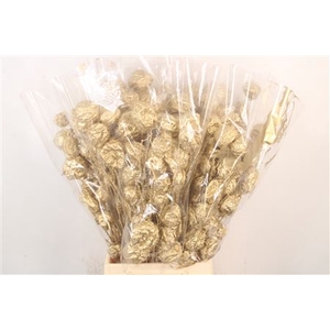 Ascl. Moby Dick Gold Per Bunch