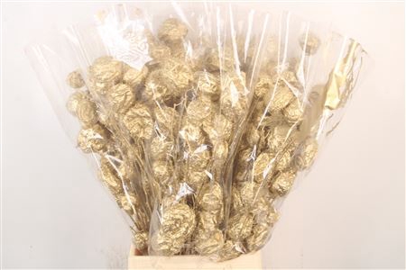 <h4>Ascl. Moby Dick Gold Per Bunch</h4>