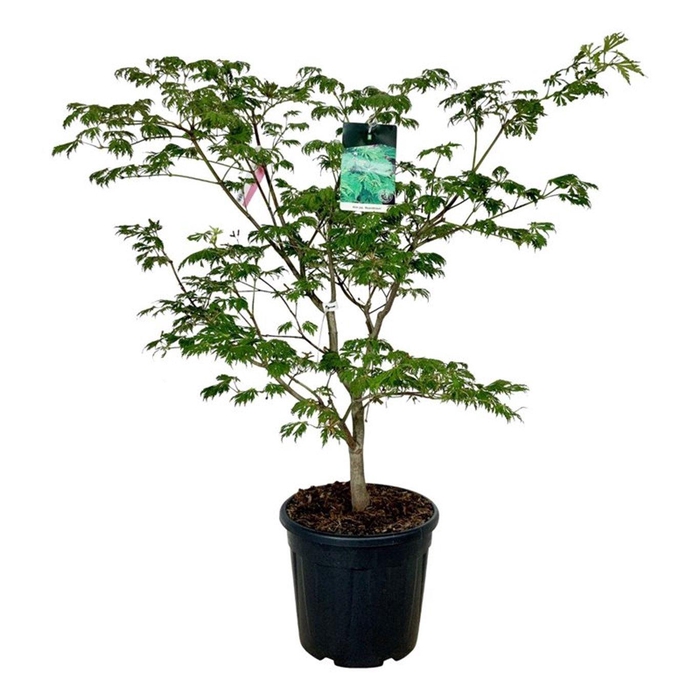 <h4>Acer japonicum 'Aconitifolium'</h4>