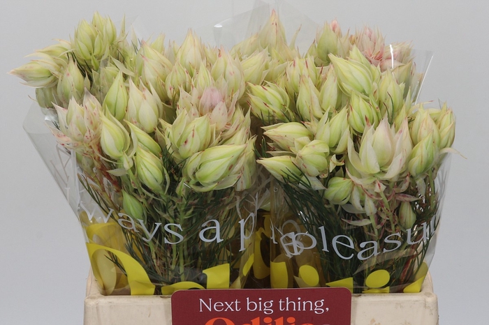 <h4>Blushing Bride 4/6 Flowers</h4>
