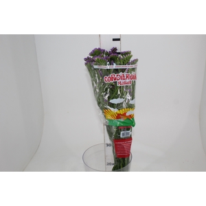 LIMONIUM DEEP LAVANDER 080 CM LILAS
