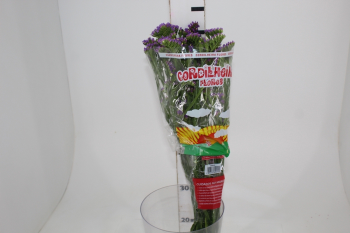 <h4>LIMONIUM DEEP LAVANDER 080 CM LILAS</h4>