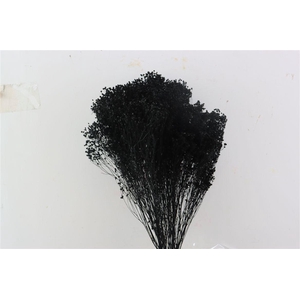Dried Brooms Black Bunch