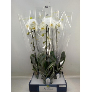 Phalaenopsis   ...white