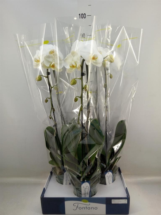 <h4>Phalaenopsis   ...white</h4>