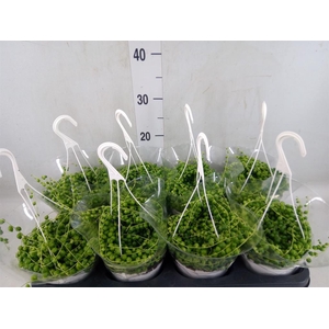 Senecio rowleyanus