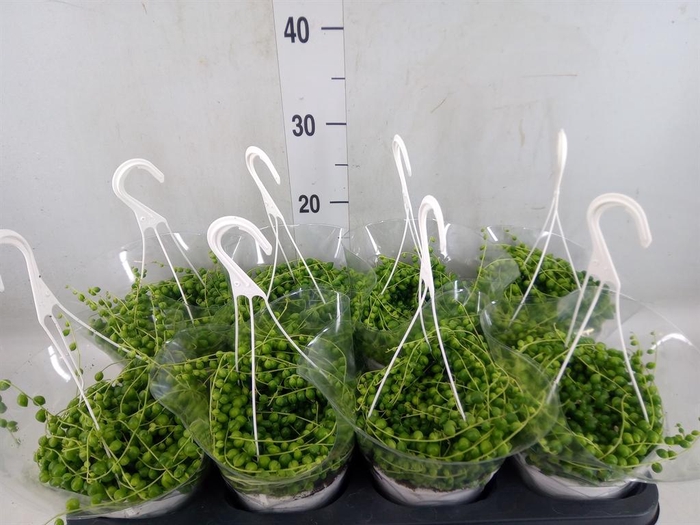 <h4>Senecio rowleyanus</h4>