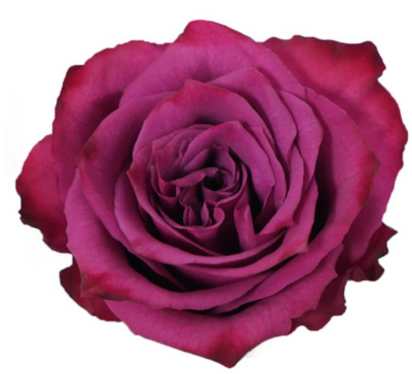 R Gr Blueberry Berry 40cm EC