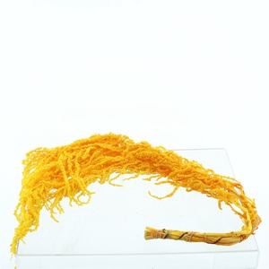 Pres Amaranthus Bleached Orange