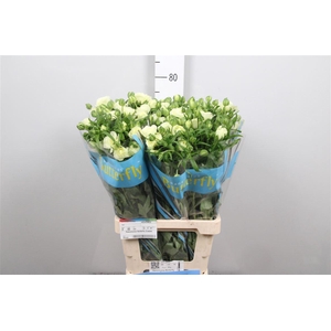 Ran Butterfly Graces