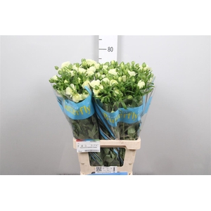 Ran Butterfly Graces