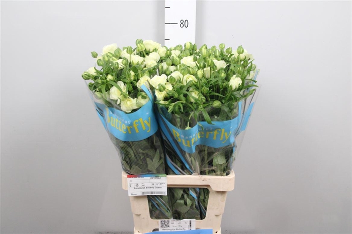 <h4>Ran Butterfly Graces</h4>