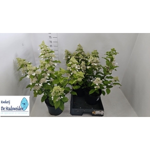 HYDR PANICULATA