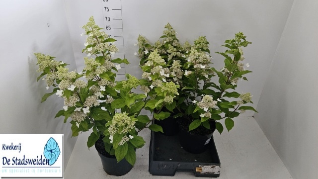 <h4>HYDR PANICULATA</h4>