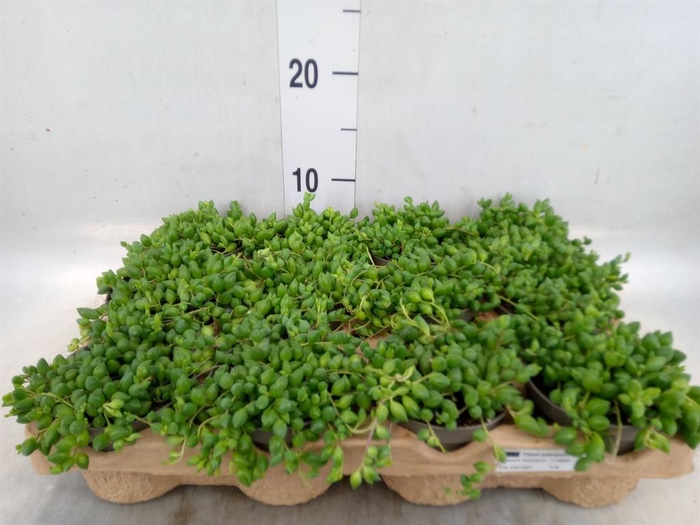 <h4>Senecio herreianus</h4>