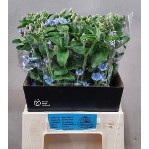 OXY CO TAN PURE BLU
