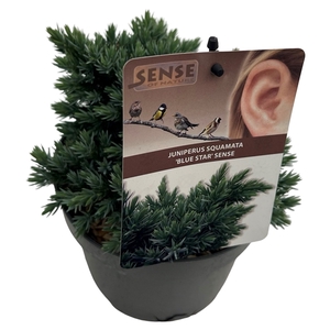 Juniperus squa. 'Blue Star' sense