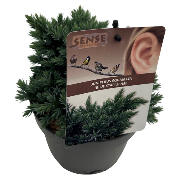 <h4>Juniperus squa. 'Blue Star' sense</h4>