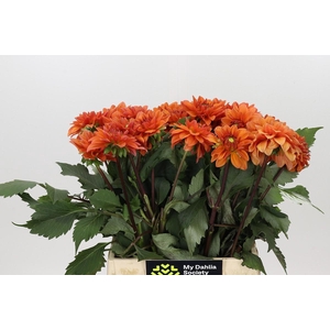 Dahlia Summerflame