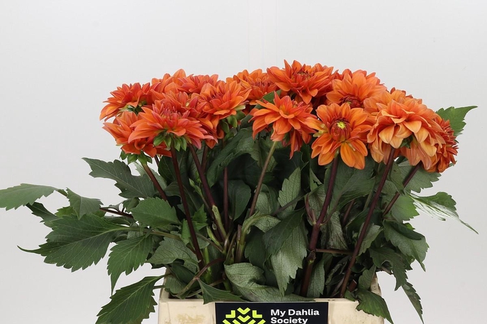 <h4>Dahlia Summerflame</h4>