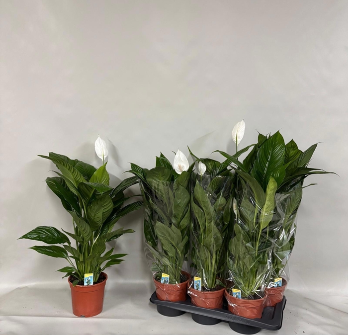 <h4>SPATH VERDI</h4>