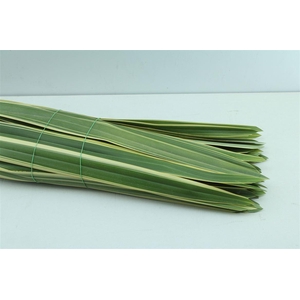 Phormium Tenax