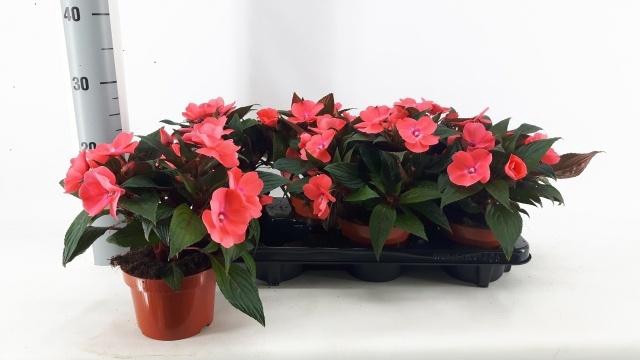 <h4>IMPAT CELE PINK</h4>