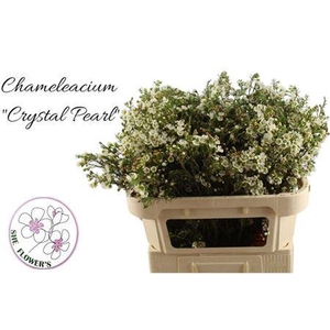 Chame Crystal Pearl