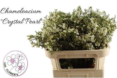 <h4>Chame Crystal Pearl</h4>