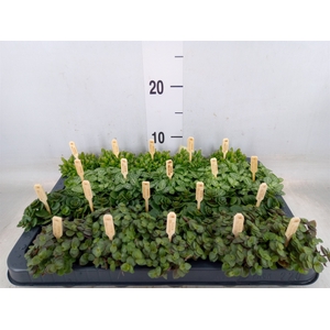 Planten  ..mix