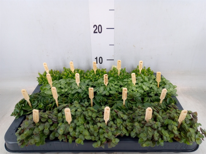 <h4>Planten  ..mix</h4>