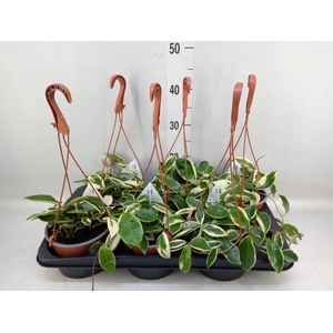 Hoya carnosa 'Krimson Queen'