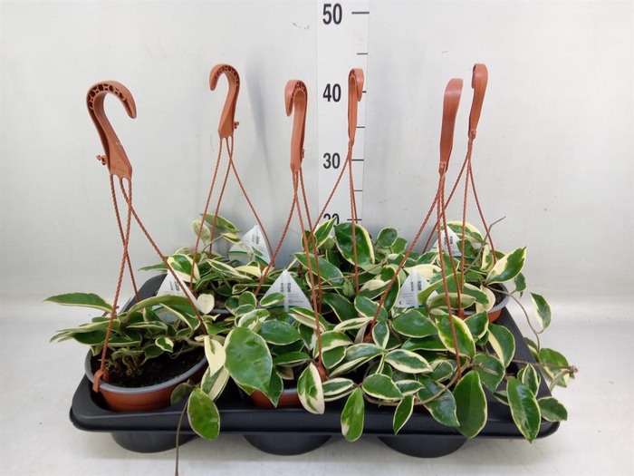 <h4>Hoya carnosa 'Krimson Queen'</h4>