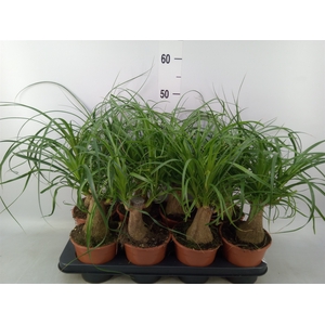 Beaucarnea recurvata