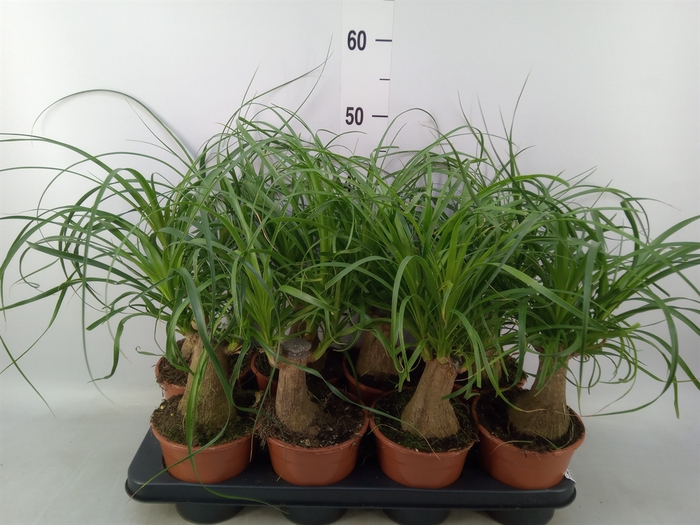 <h4>Beaucarnea recurvata</h4>