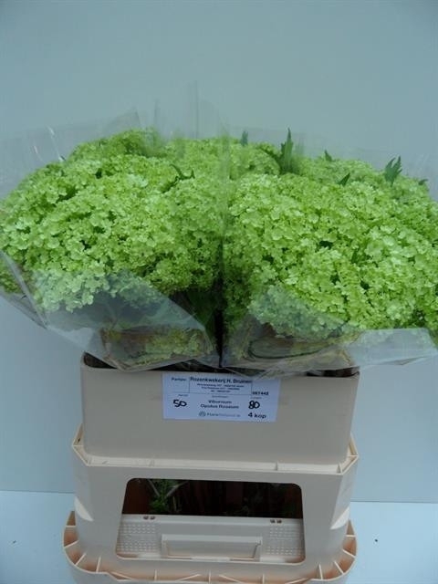 <h4>VIBURNUM ROSEUM ST</h4>